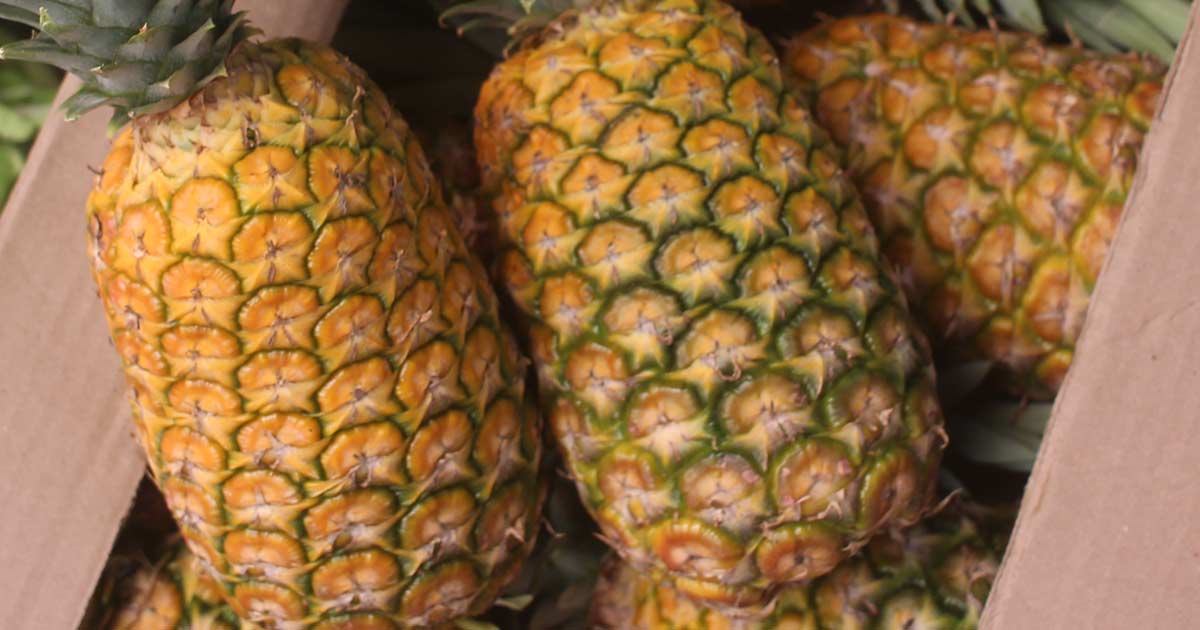 Piña Golden - Domicilios en toda Bogotá - PlazaMercado.co