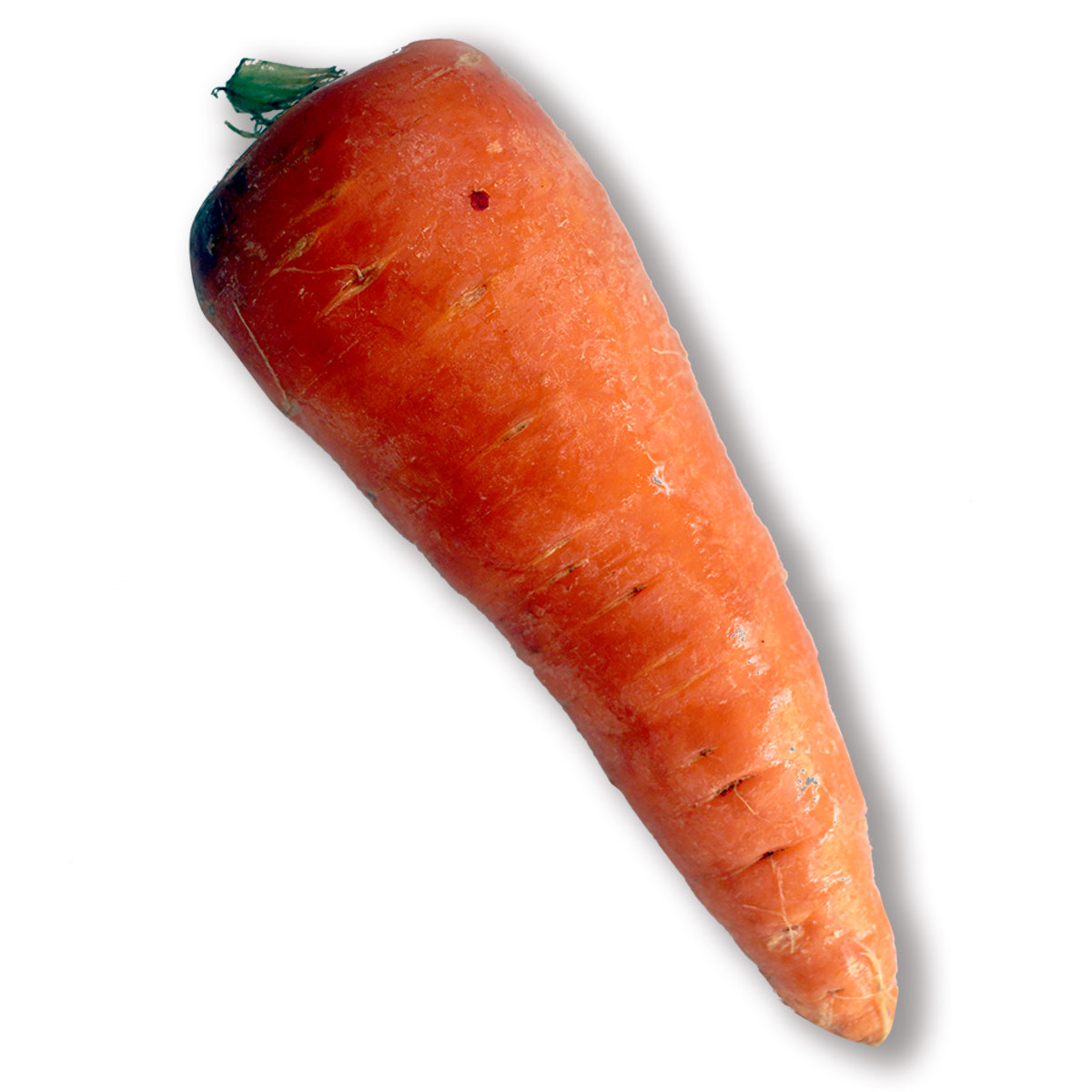 Zanahoria gruesa