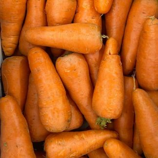 Zanahoria-gruesa