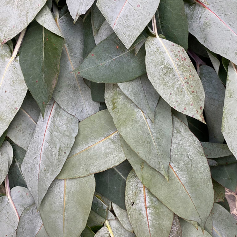 Eucalipto Domicilios en Bogotá Plazamercado.co