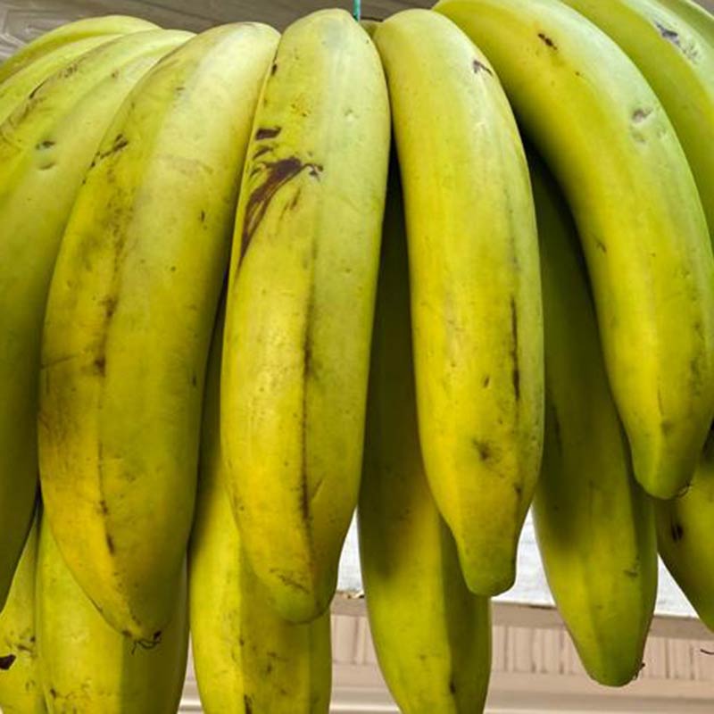 banano-criollo2-kilo-paloquemao