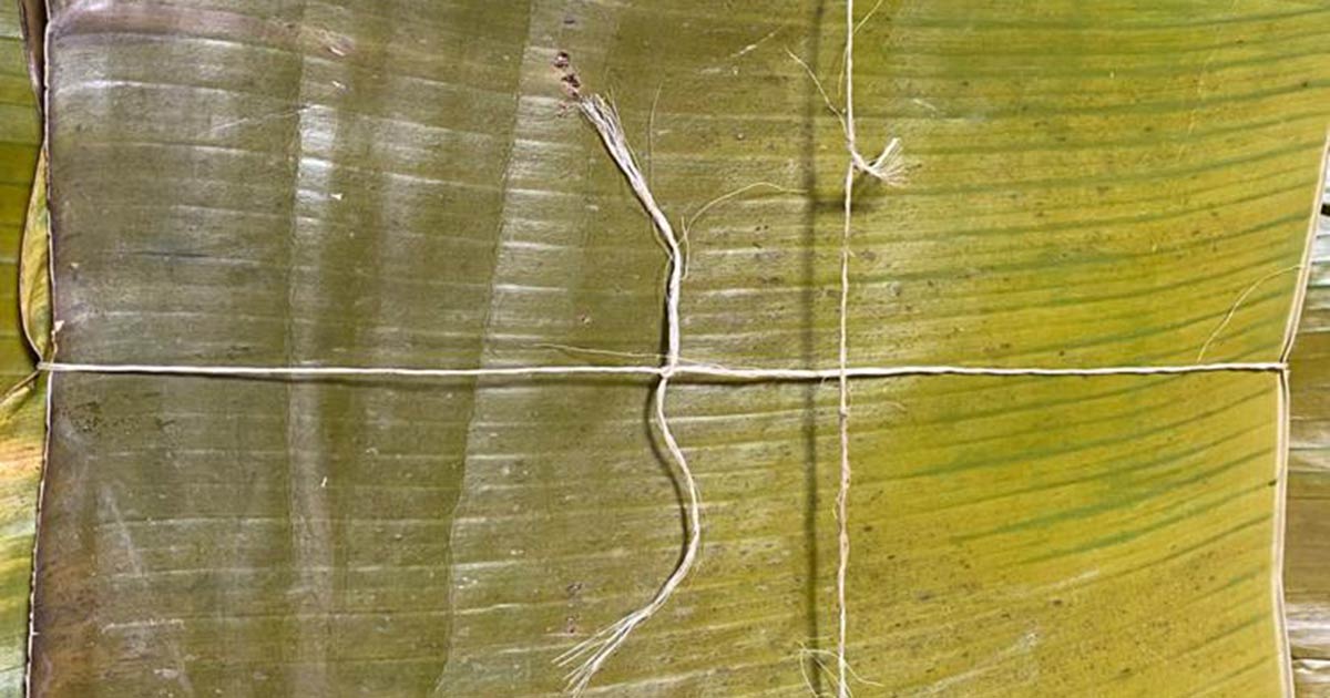 Hoja de plátano para hallaca Domicilios de frutas y verduras