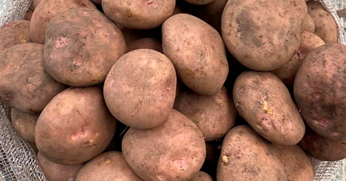 Papa Pastusa Domicilios en toda Bogotá PlazaMercado.co