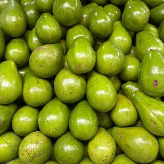 Aguacate-papelillo