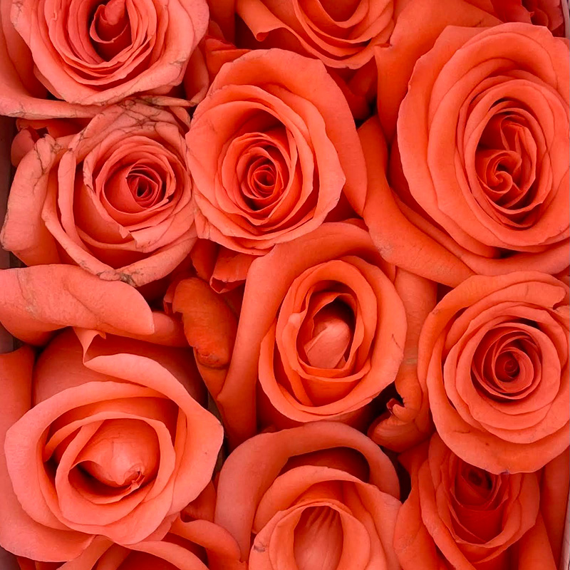 Details 48 rosas color salmon