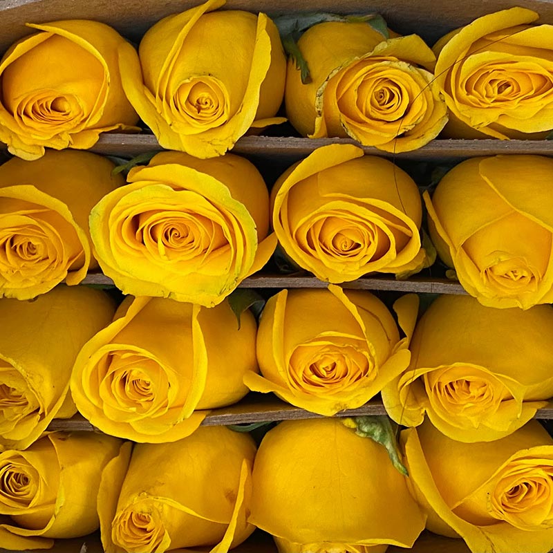Rosas amarillas - Domicilios en toda Bogotá 