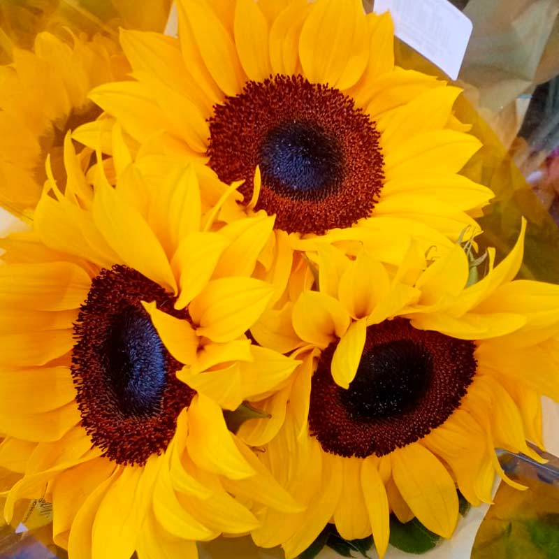 Sunflowers - packet x3 units - De Plaza Mercado a su casa | Frutas,  verduras y flores frescas | Entrega a domicilio en Bogotá.