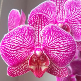 Orquídea - matera 2 varas