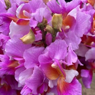 Orquidea-Hawaiana