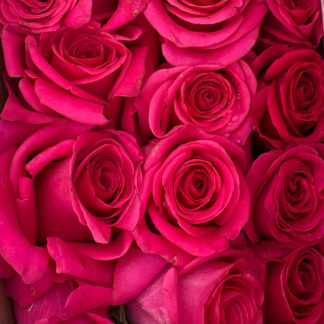 Rosas-Rosadas