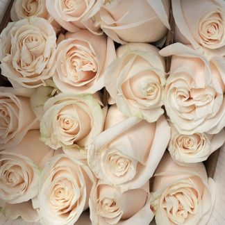 Rosas-blancas