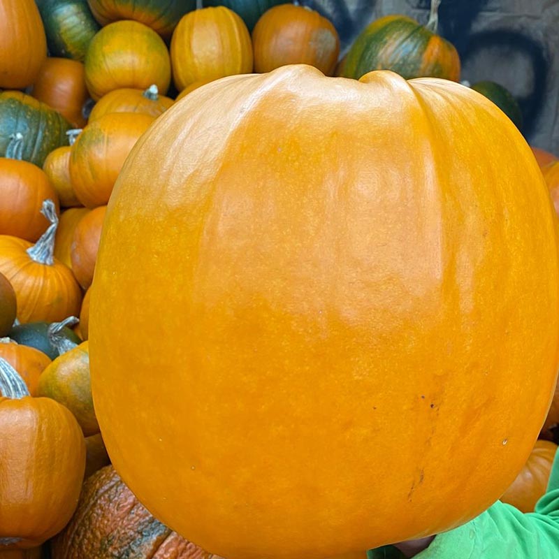Calabaza grande Domicilios en Bogotá Plazamercado.co