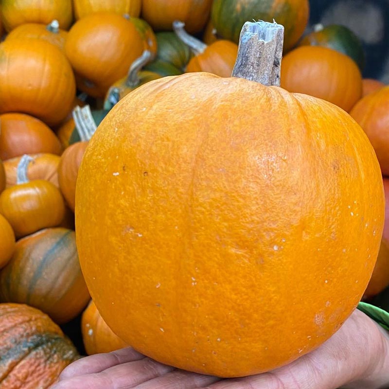 Calabaza pequeña unidad De Plaza Mercado a su casa Frutas