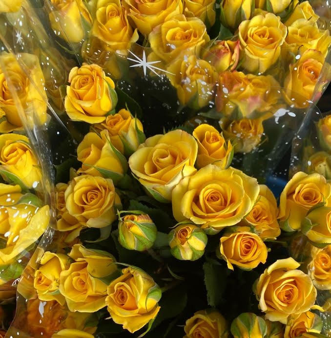 Rosas mini amarillas - Domicilios en Bogotá - Plazamercado.co
